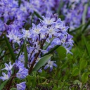 Chionodoxa Blue Giant - Gloire des Neiges - BIO