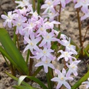 Chionodoxa Pink Giant - Gloire des Neiges - BIO