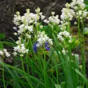 Jacinthe d'Espagne - Hyacinthoïdes Hisp. blanc - BIO