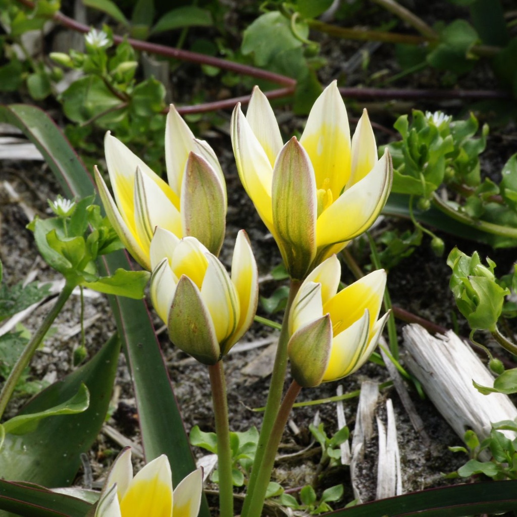 Tulipa Tarda - BIO
