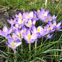 Crocus tommasinianus Barrs Purple - BIO