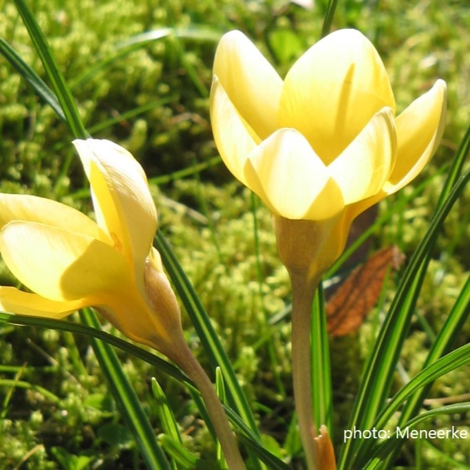Crocus chrysanthus Romance - BIO