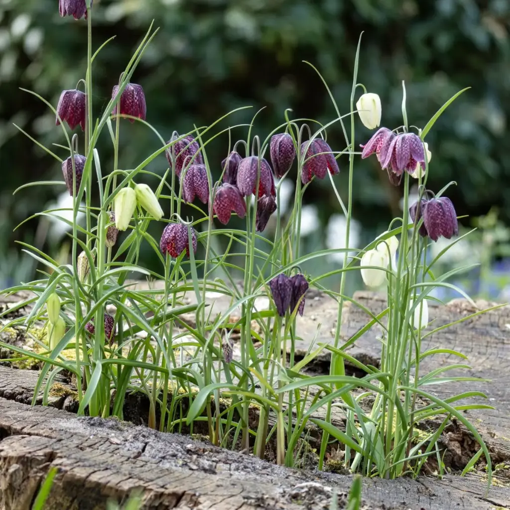 Fritillaire Pintade - Fritillaria Meleagris - BIO
