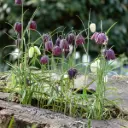 Fritillaire Pintade - Fritillaria Meleagris - BIO