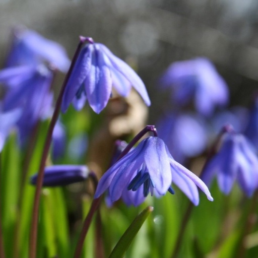 [A9012-15] Scilla Siberica - BIO (15 bulbes)