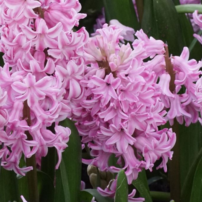 Hyacinthus Fondant - BIO
