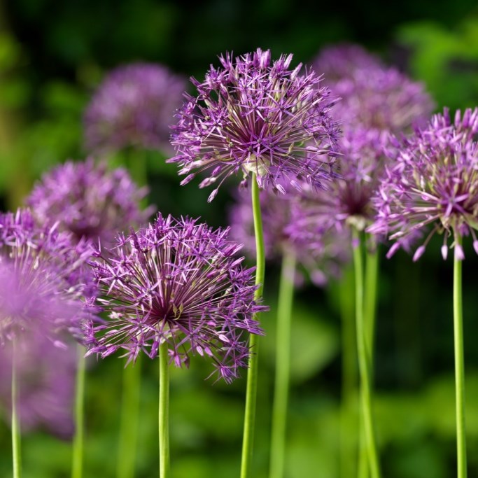 Allium Purple Rain - BIO