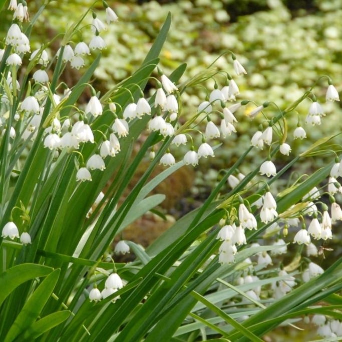 Nivéole d été - Leucojum Gravetye Giant - BIO