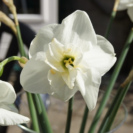[A3007-5] Narcissus Papillon Blanc - BIO (5 bulbes)