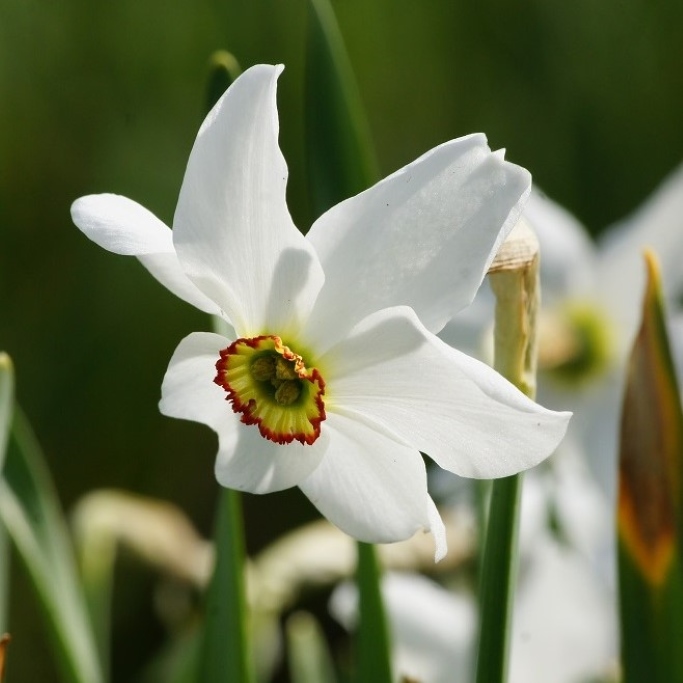 Narcisse des Poètes - Narcisse Recurvus - BIO