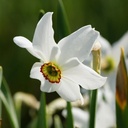 Narcissus Recurvus - BIO