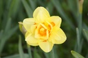 Narcissus Tahiti - BIO