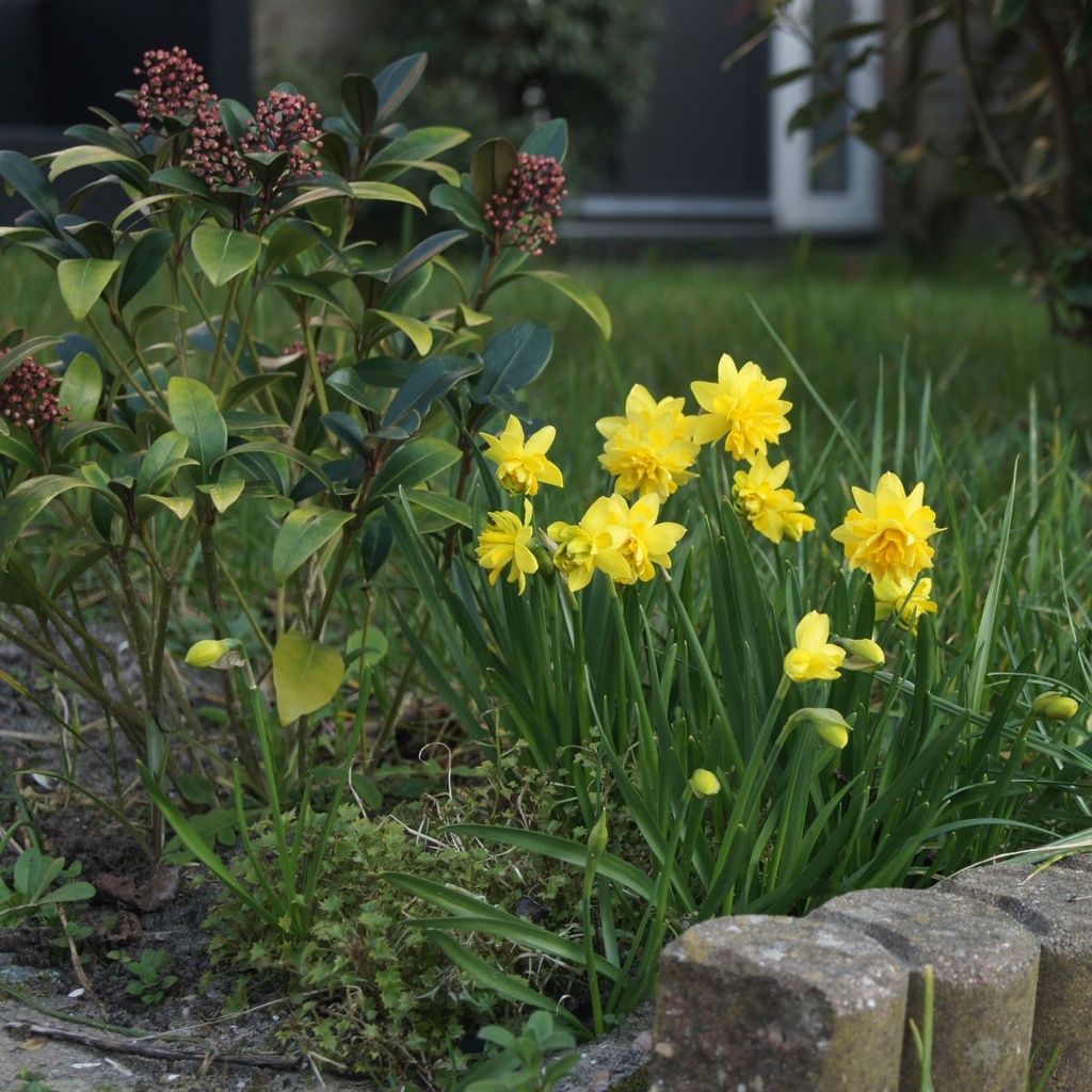 Narcissus Tete Rosette - BIO