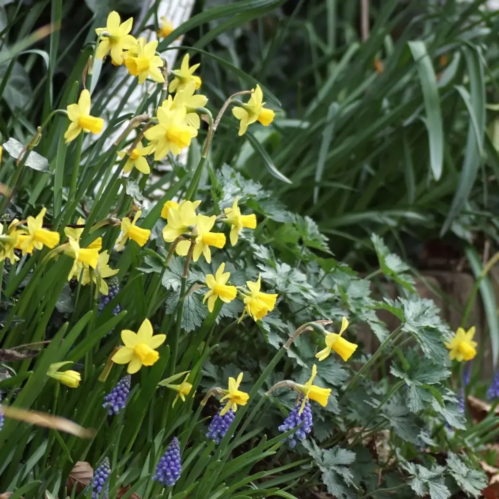Jonquille - Narcisse Tete-a-Tete - BIO