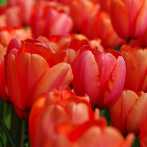 [A1121-7] Tulipa Apricot Impression - BIO (7 bulbes)