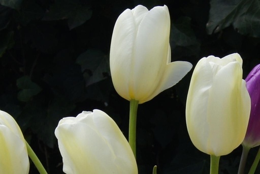 [A1057-7] Tulipa Catharina - BIO (7 bulbes)