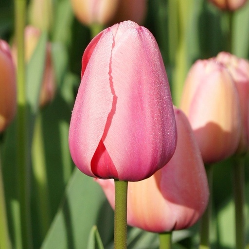 [A1015-7] Tulipa Pink Impression - BIO (7 bulbes)