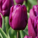 Tulipa Purple Prince - BIO