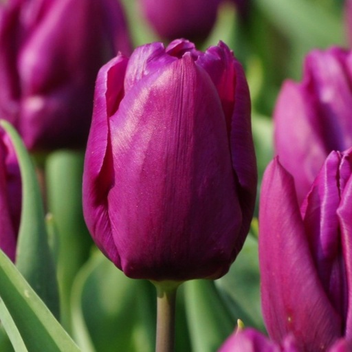 [A1088-7] Tulipa Purple Prince - BIO (7 bulbes)