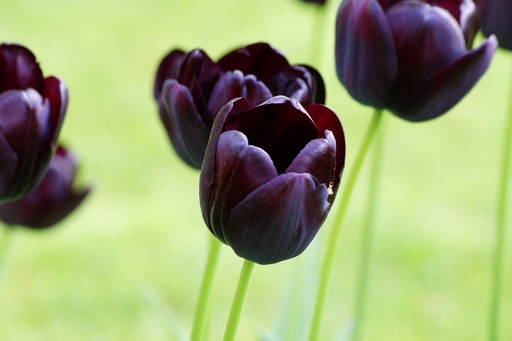 [A1079-7] Tulipa Queen of Night - BIO (7 bulbes)