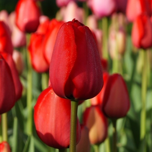 [A1014-7] Tulipa Red Impression - BIO (7 bulbes)