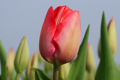 [A1004-7] Tulipa Van Eijk - BIO (7 bulbes)