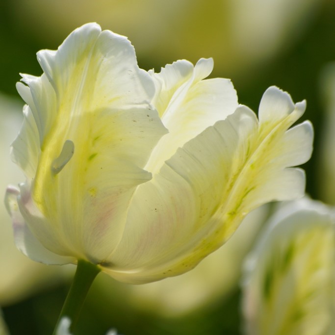Tulipa White Rebel - BIO