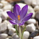 Crocus tommasinianus Ruby Giant - BIO