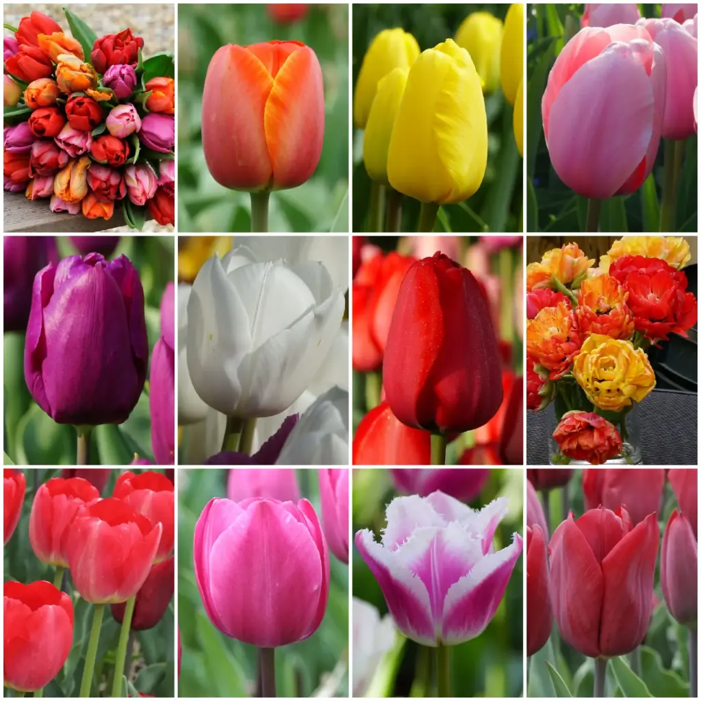 Vente Automne TULIPES 36 p - BIO