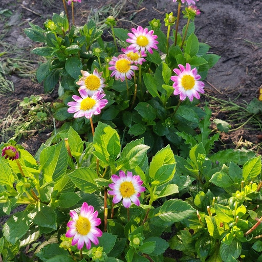 [B1033-1] Dahlia Sweetheart - BIO (1 bulb)