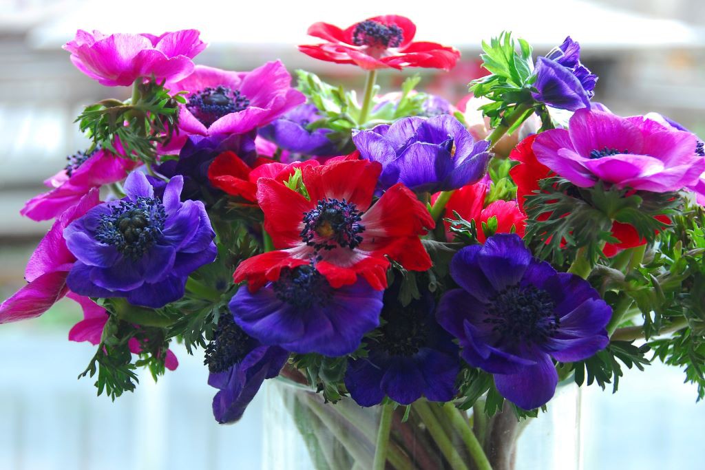 Anemone de Caen - BIO