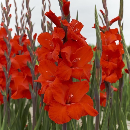 [B2012-7] Gladiolus Dador de Pan - BIO (7 bulbes)