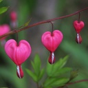 Cœur de Marie - Dicentra Spectabilis - BIO