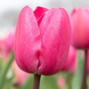 Tulipa Tineke vd Meer - BIO