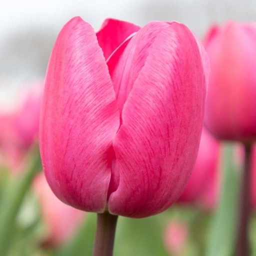 [A1130-7] Tulipa Tineke vd Meer - BIO (7 bulbes)