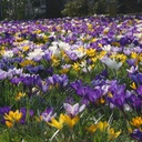Crocus vernus Mix - BIO