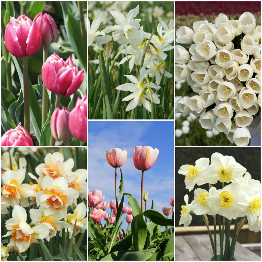 Jardin de fleurs coupées - BIO