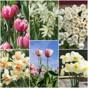 Jardin de fleurs coupées - BIO