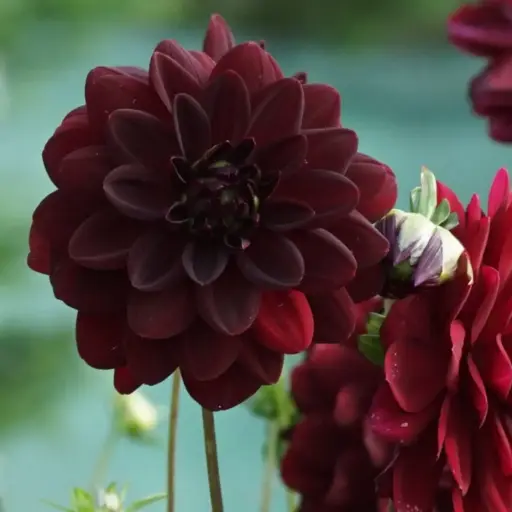 [B1047-1] Dahlia Arabian Night - BIO (1 bulb)