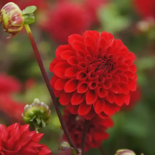 [B1052-1] Dahlia Viking - BIO (1 bulb)