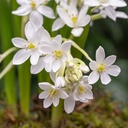 Étoile de Bethléem - Ornithogalum White Trophy - BIO
