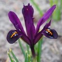 Iris Reticulata J.S. Dijt - BIO