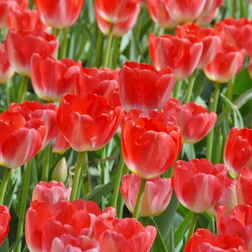 [A1143-7] Tulipa Judith Leyster - BIO (7 bulbes)