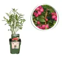 Myrtille Rose - BIO