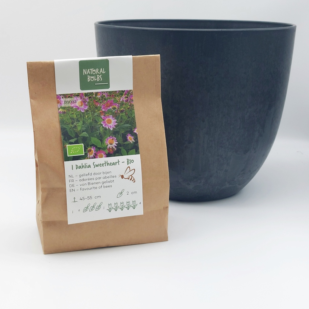 Dahlia Sweetheart- BIO avec pot Artstone