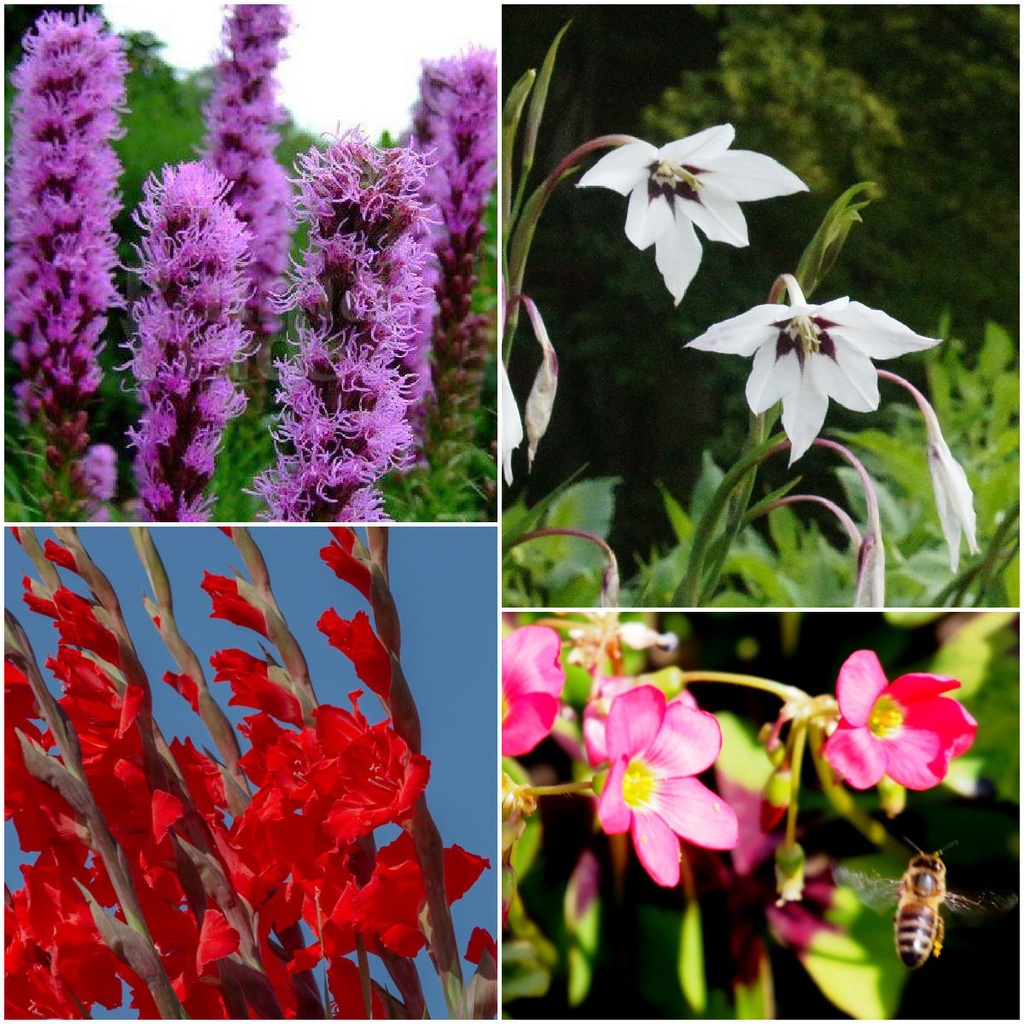 Mélange de bulbes d'abeilles d'été 28 ST - BIO