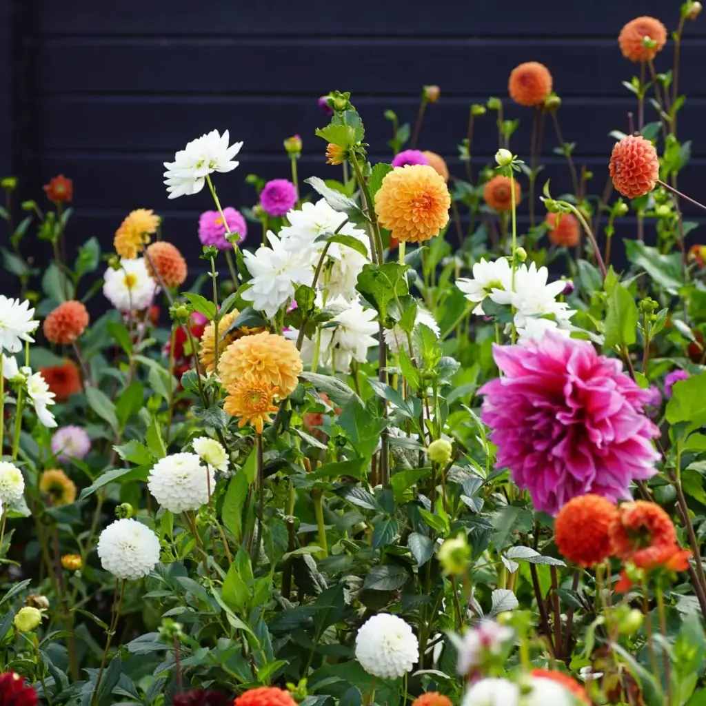 Dahlia Jardin de Cueillette Mix 3 ST - BIO