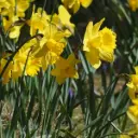 Jonquille - Narcisse Rijnveld's Early Sensation - BIO