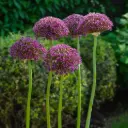 Allium Magic - BIO