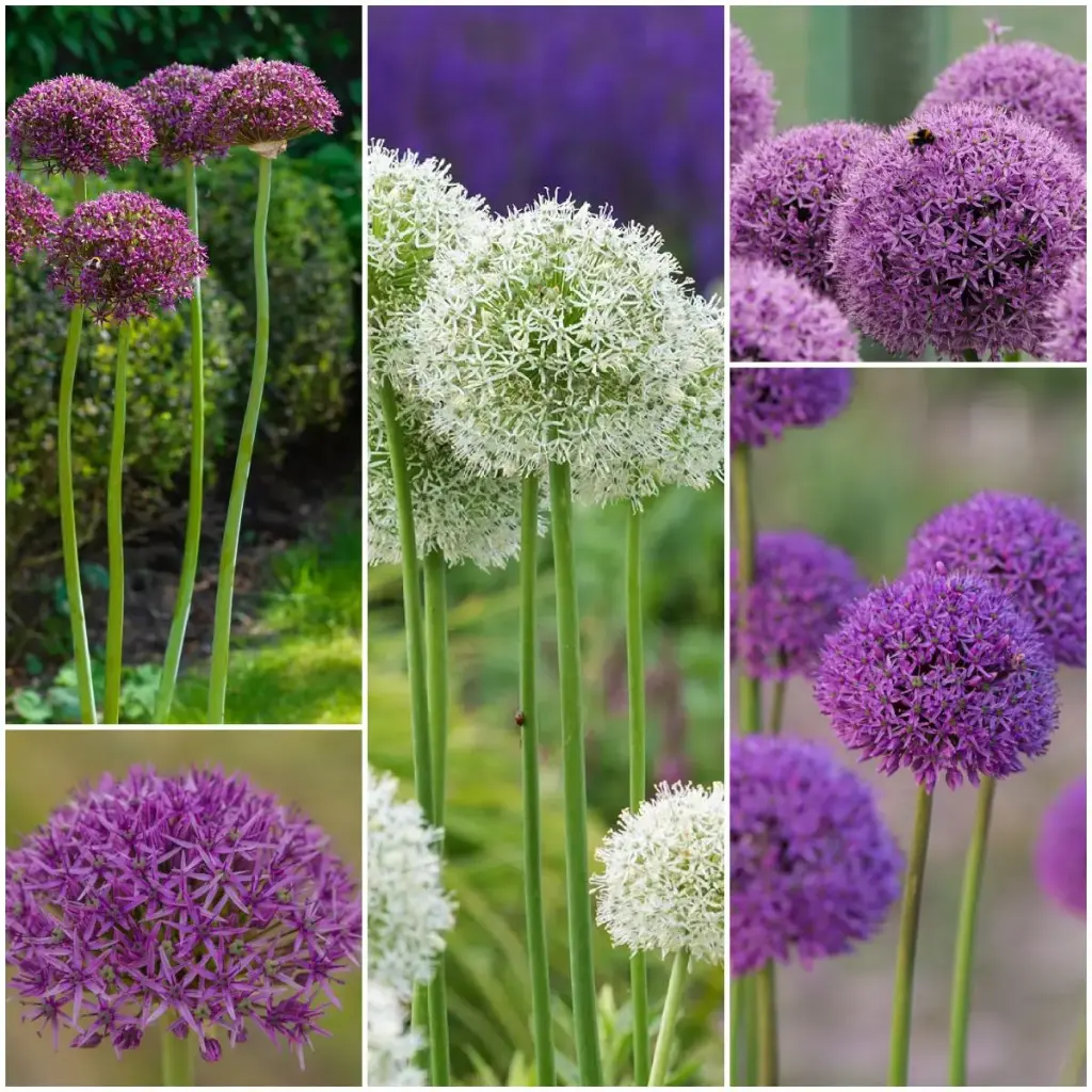 Ornamental Onion (Allium) collection - BIO